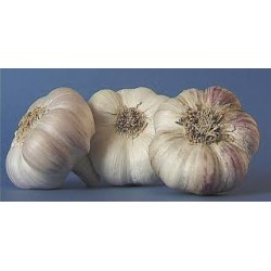 AIL (POUDRE)   laboratoire bonne                 seau/1 kg pdr or