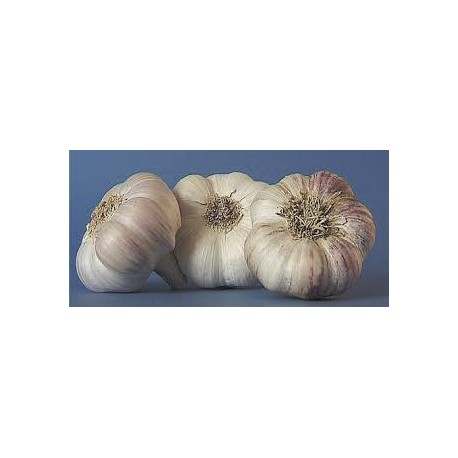 Ail poudre 1kg