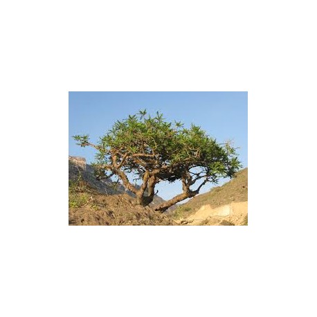 BOSWELLIA SERRATA laboratoire bonne poudre en seau de 1 ou 3 kg BOSWELLIA SERRATA laboratoire bonne poudre en seau de 1 ou 3 kg