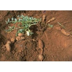 HARPAGOPHYTUM      laboratoire bonne  poudre en seau de 1 ou 5 kg