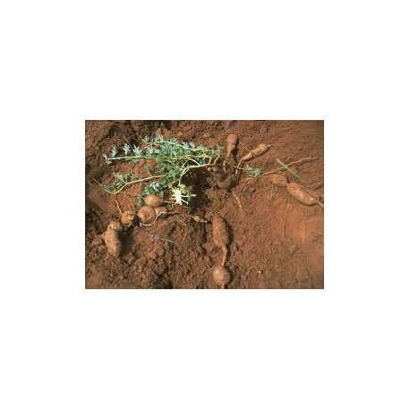 HARPAGOPHYTUM laboratoire bonne poudre en seau de 1 ou 5 kg HARPAGOPHYTUM laboratoire bonne poudre en seau de 1 ou 5 kg
