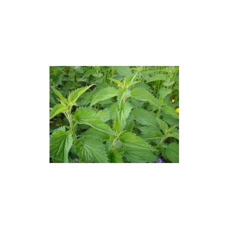ORTIE PIQUANTE laboratoire bonne poudre en seau de 1 ou 5 kg ORTIE PIQUANTE laboratoire bonne poudre en seau de 1 ou 5 kg