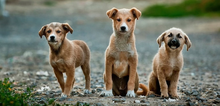 Tous les produits vétérinaires pour votre chien au meilleur prix