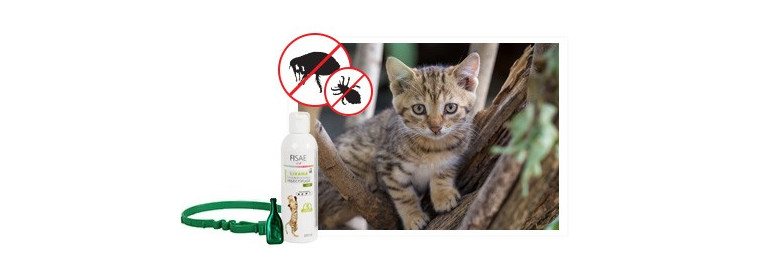 Antiparasitaires externes pour chat